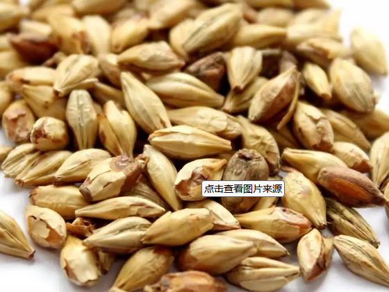 麦芽.png