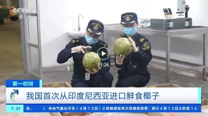 椰子图1.jpg