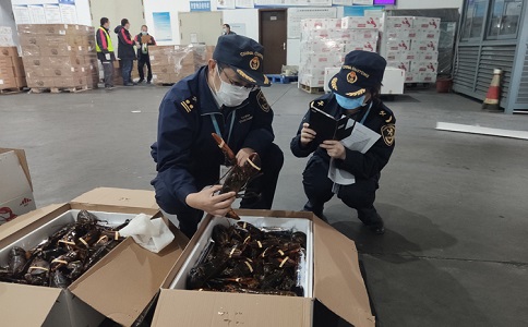 龙虾进口报关