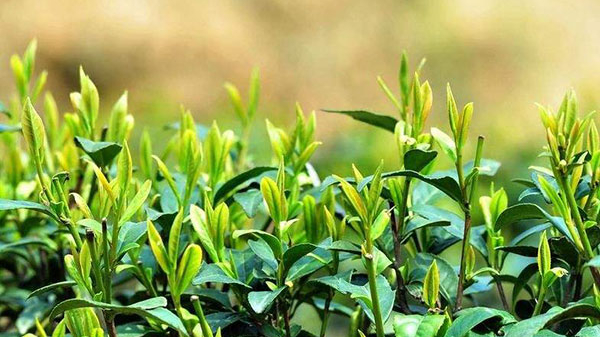 茶叶进口报关代理
