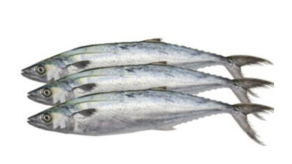 冷冻海鲜