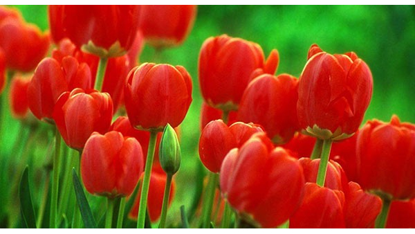 鲜花进口报关