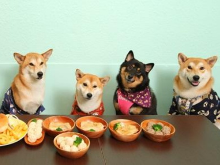 3宠物食品沙田港进口清关,宠物食品进口清关,宠物食品进口清关代理