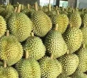 越南榴莲进口